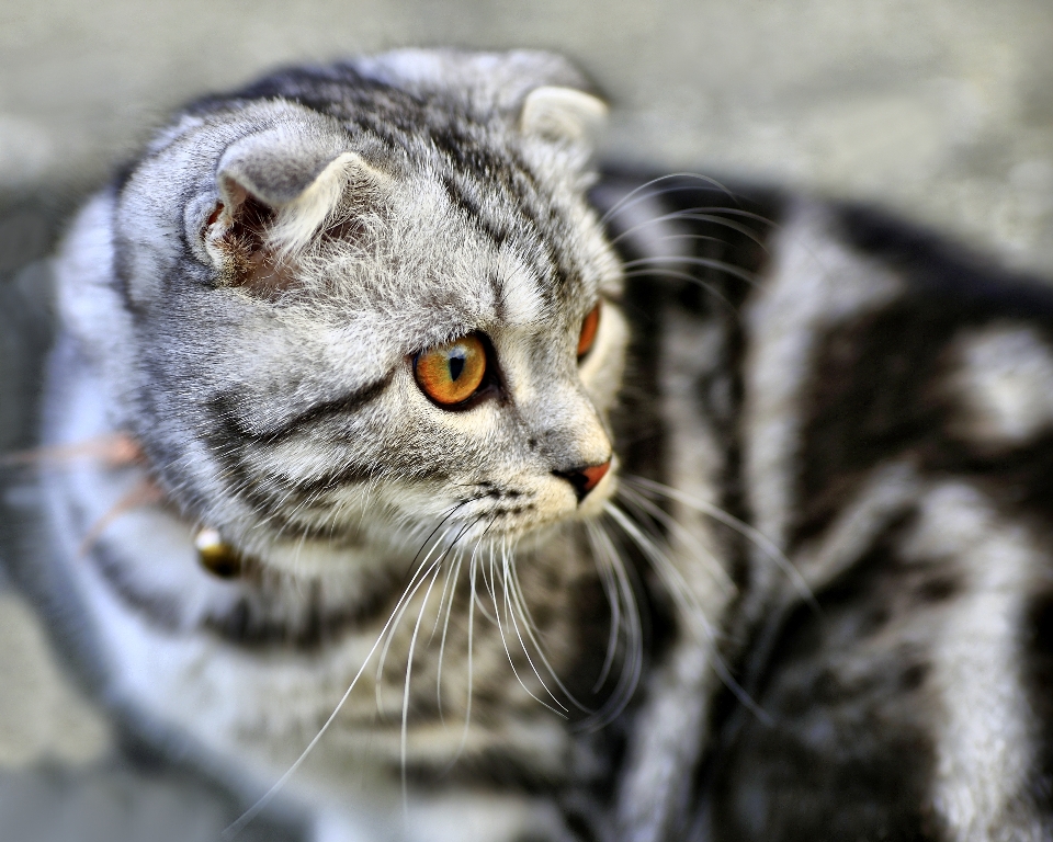 Chat mammifère fauna fermer
