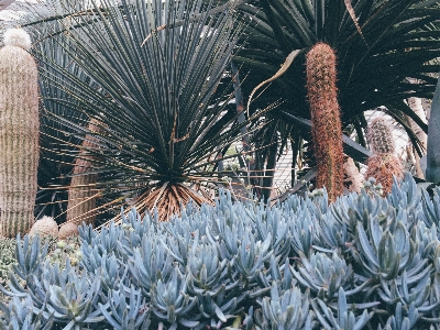 Tree cactus plant flower Photo