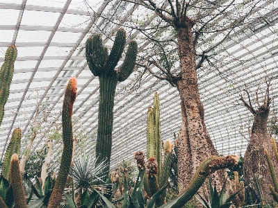 树 仙人掌 植物 花 照片