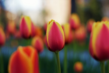 Foto Pianta fiore petalo tulipano