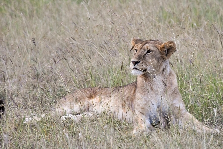 Tier tierwelt katze säugetier Foto