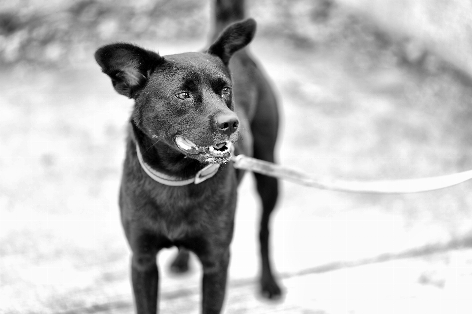 Schwarz und weiß
 hund kanon säugetier