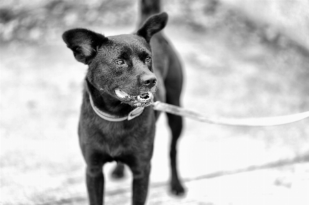 Photo Noir et blanc
 chien canon mammifère