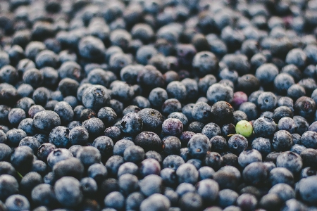 Branch plant fruit berry Photo