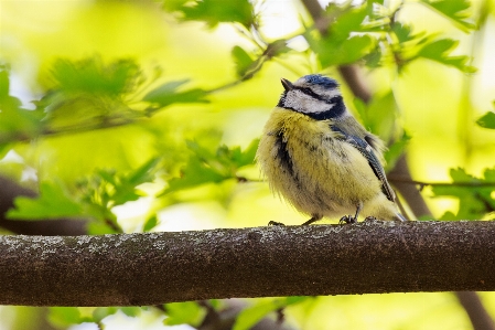 Nature branch bird wildlife Photo