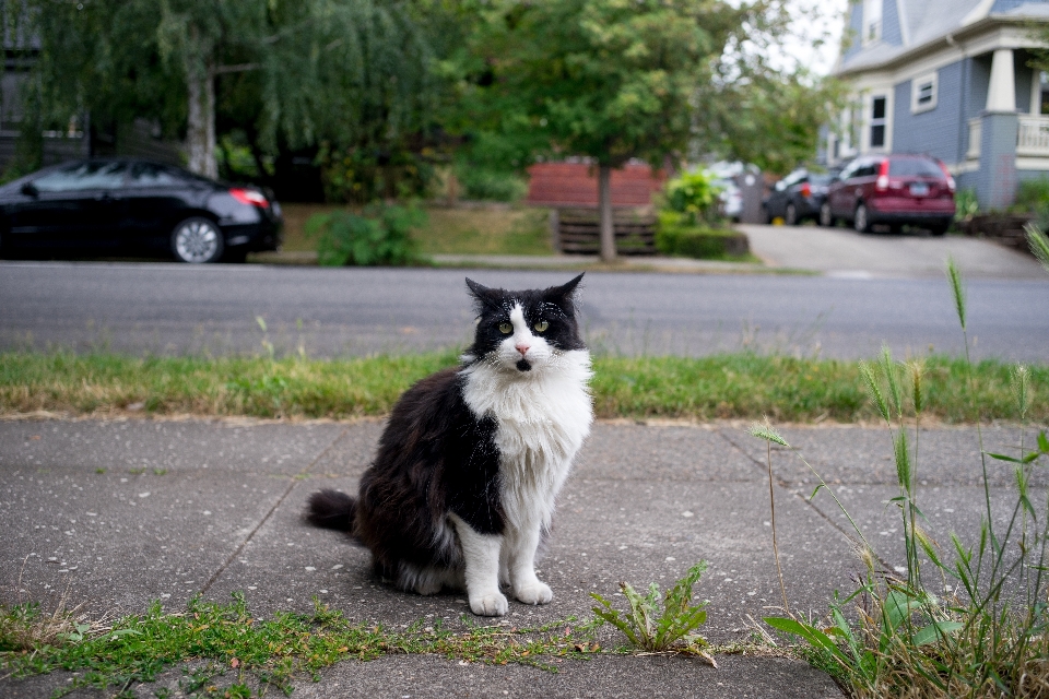 Cat mammal vertebrate norwegian forest