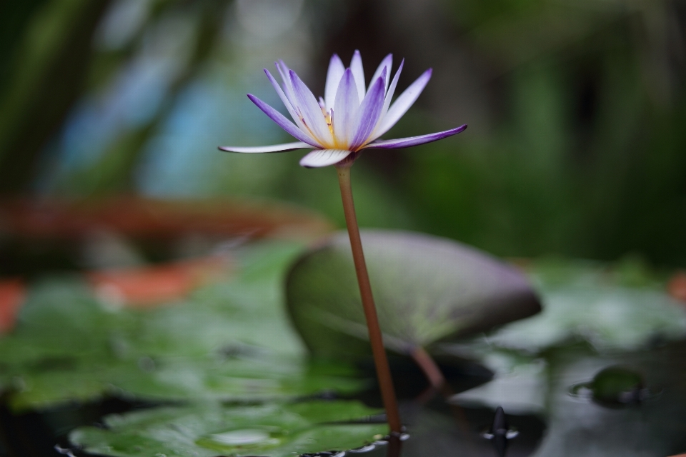 Naturaleza florecer planta fotografía