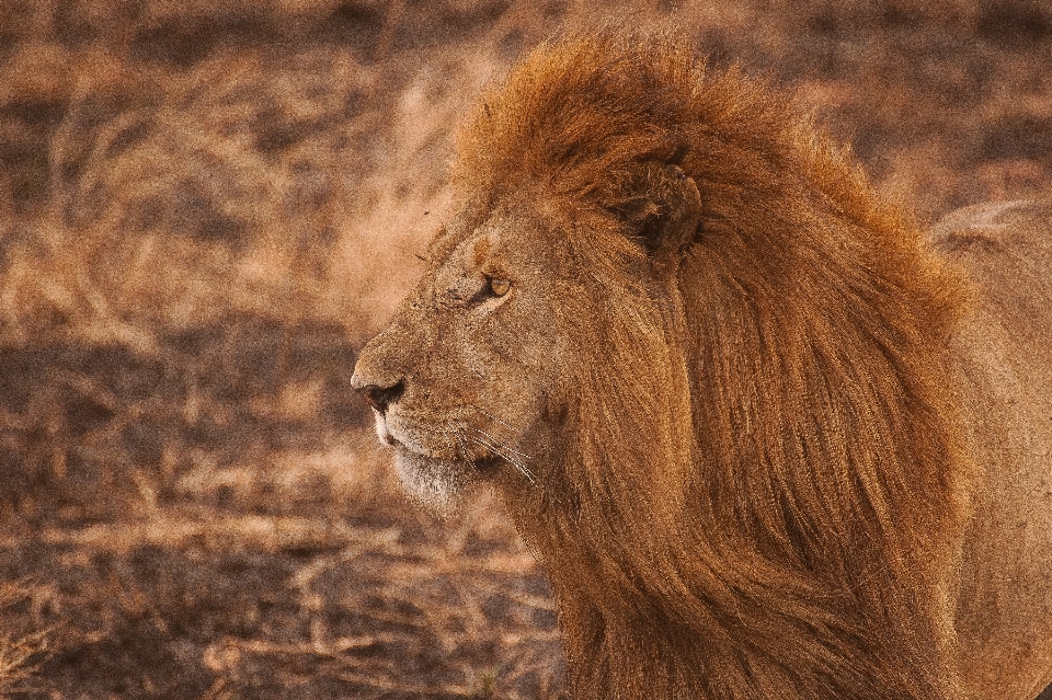 Fauna silvestre mamífero melena
 depredador