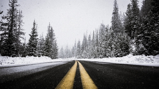 树 森林 雪 寒冷的 照片