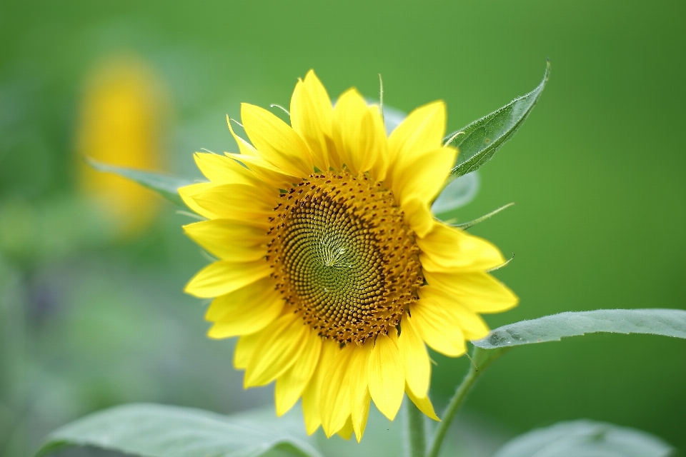 Planta campo flor pétalo