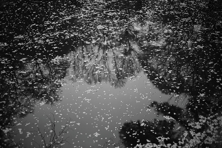 Baum wald zweig schnee Foto