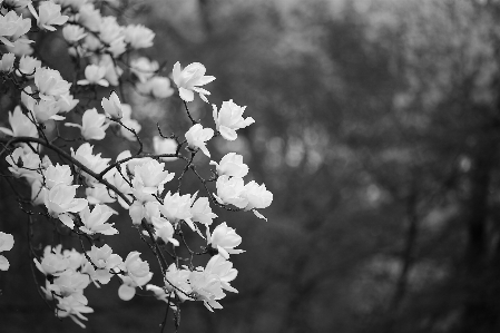 Foto Pohon alam cabang mekar