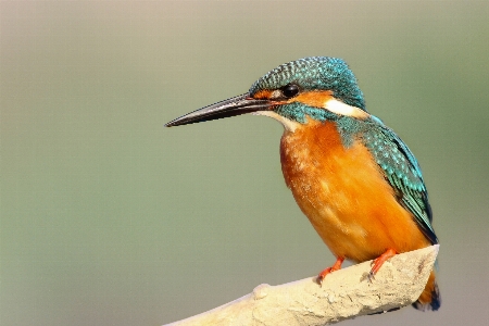 鳥 羽 野生動物 嘴 写真