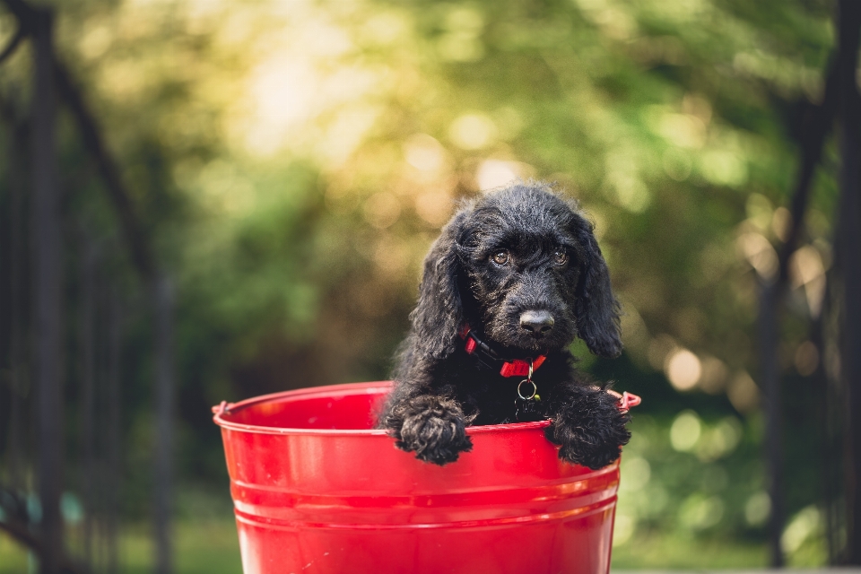 Welpe hund tier haustier