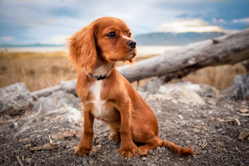 子犬 犬 動物 犬歯
