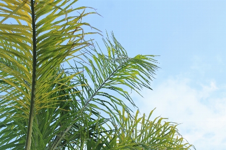 Tree grass branch plant Photo