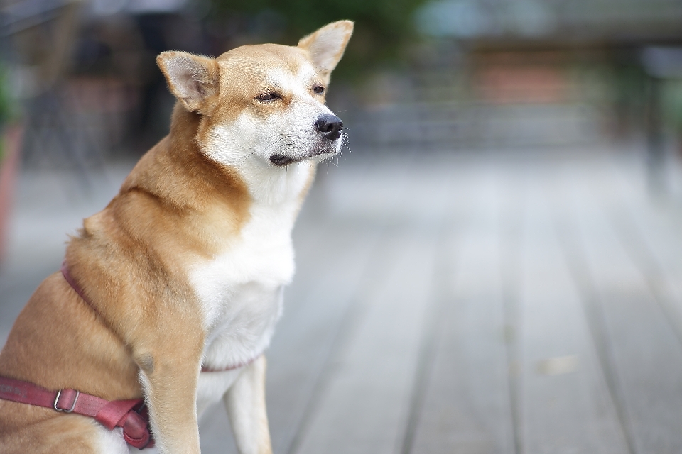 Anjing mamalia bertulang belakang
 t