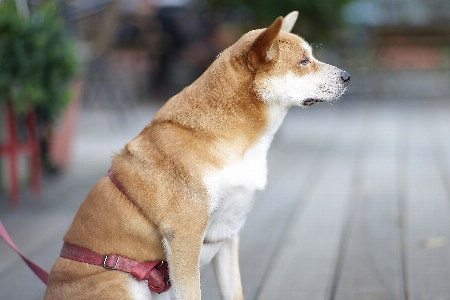 Foto Anjing mamalia bertulang belakang
 t