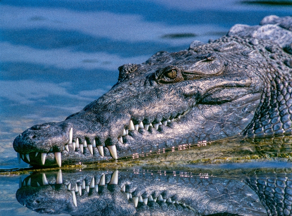 Wasser tierwelt betrachtung biologie