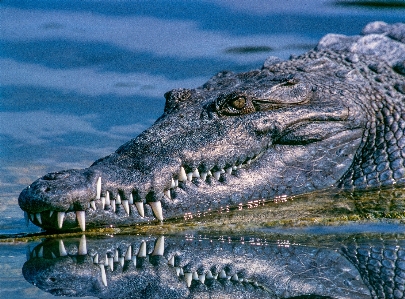 Foto Acqua animali selvatici riflessione biologia