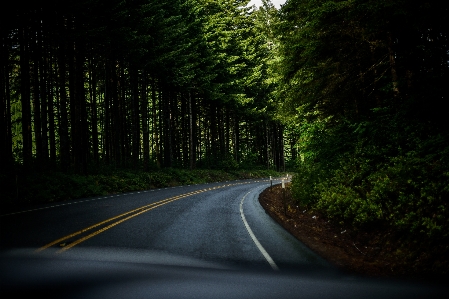 Baum natur wald licht Foto