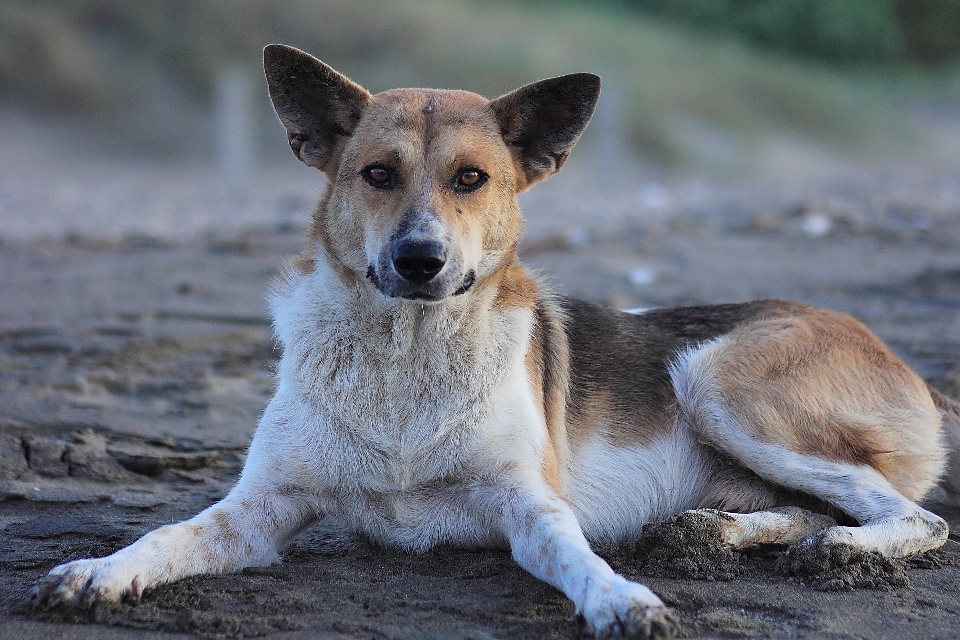 Perro mamífero vertebrado
 f28
