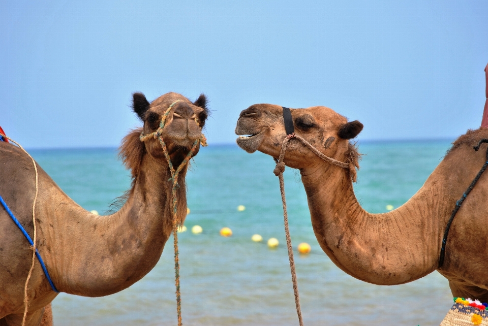 Sea ocean animal camel