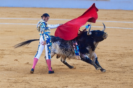 Foto Toro gli sport prestazione arena
