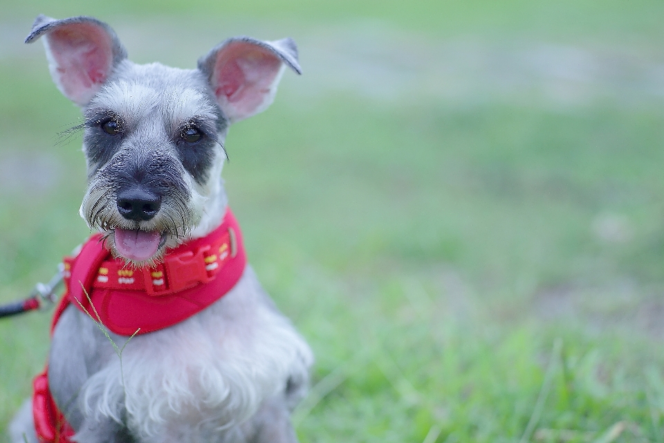 Perro mamífero vertebrado
 f28
