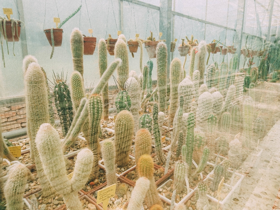 Cactus
 planta flor botánica
