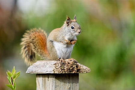 Photo Nature bifurquer bokeh
 animal