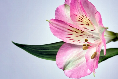 Blossom plant photography flower Photo