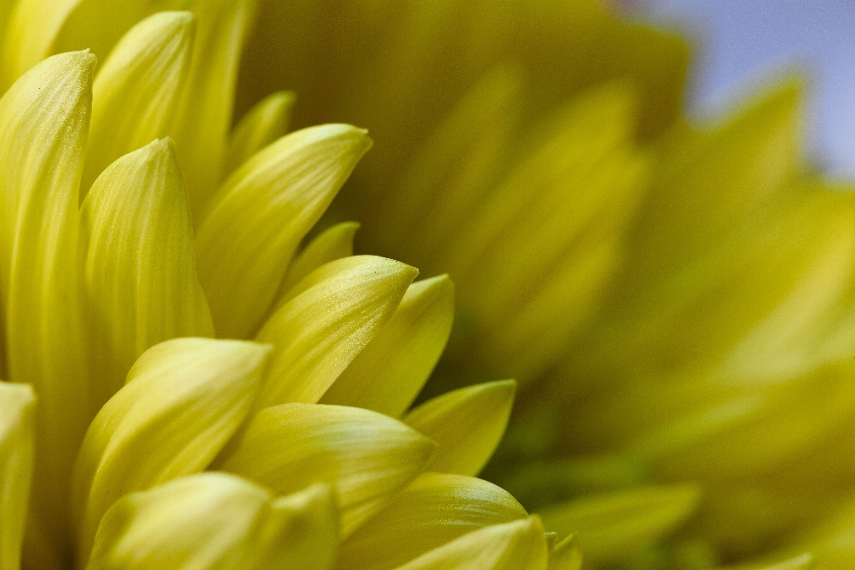 Plant photography sunlight leaf