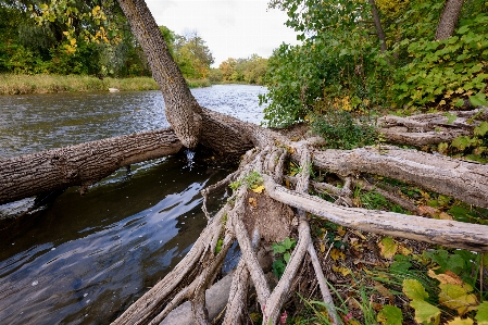 Foto árbol agua naturaleza bosque