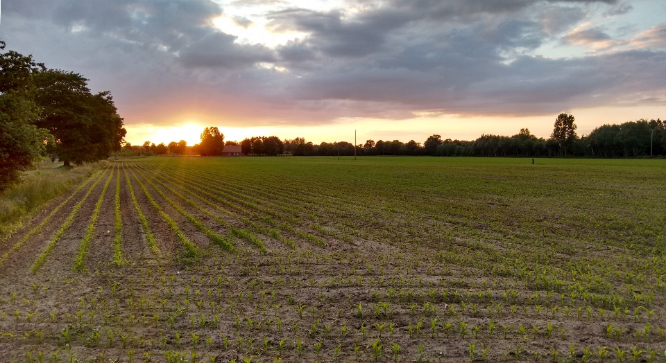 Paysage arbre nature herbe