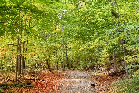 Zdjęcie Drzewo natura las pustynia
