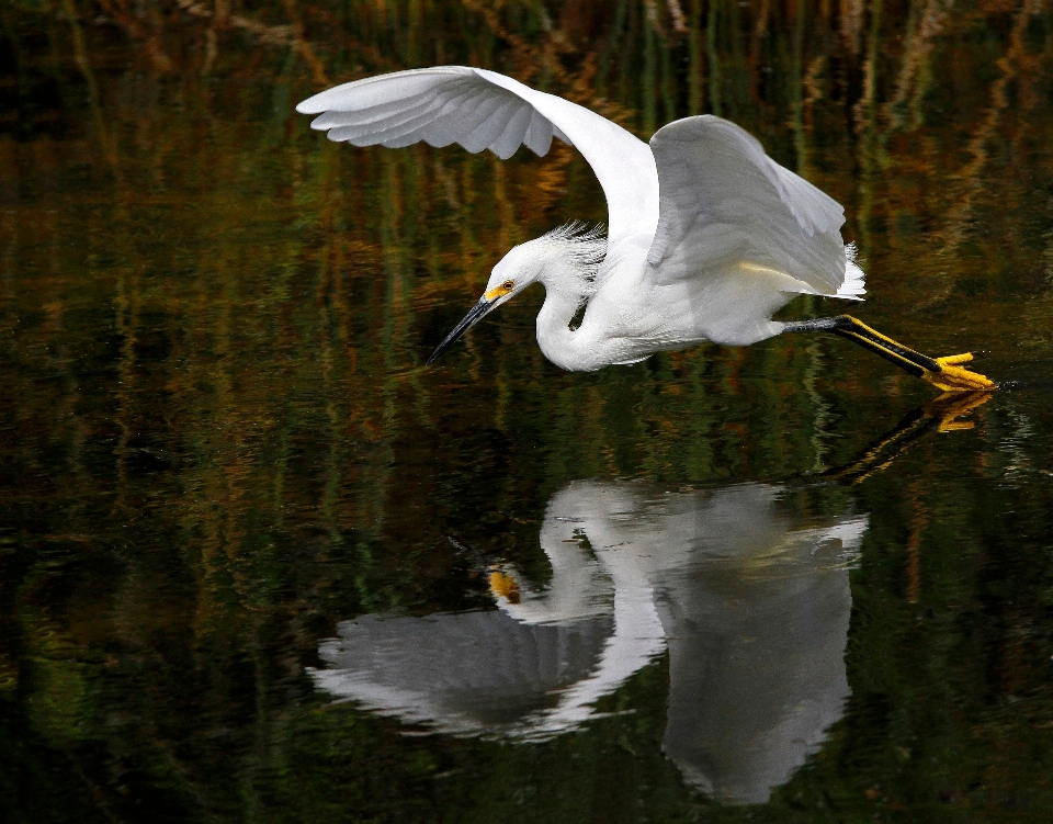 Agua naturaleza pájaro ala