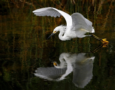 Water nature bird wing Photo