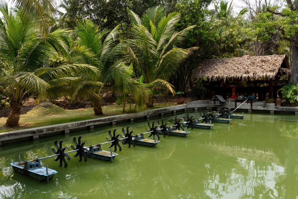 Pohon bunga liburan hutan