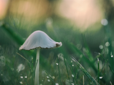 Water nature grass dew Photo