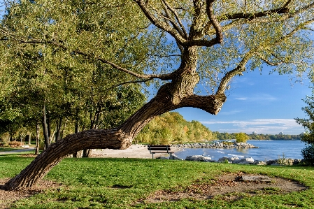 Landscape tree water nature Photo