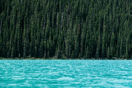 Tree water forest lake Photo