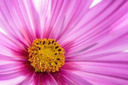 Blossom plant photography flower Photo