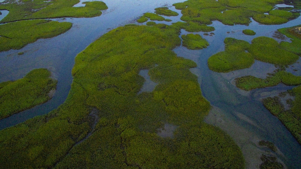 Lanskap rawa
 rawa sungai