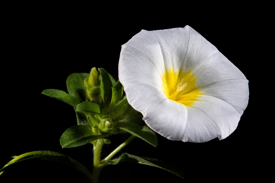 Anlage weiss blume blütenblatt