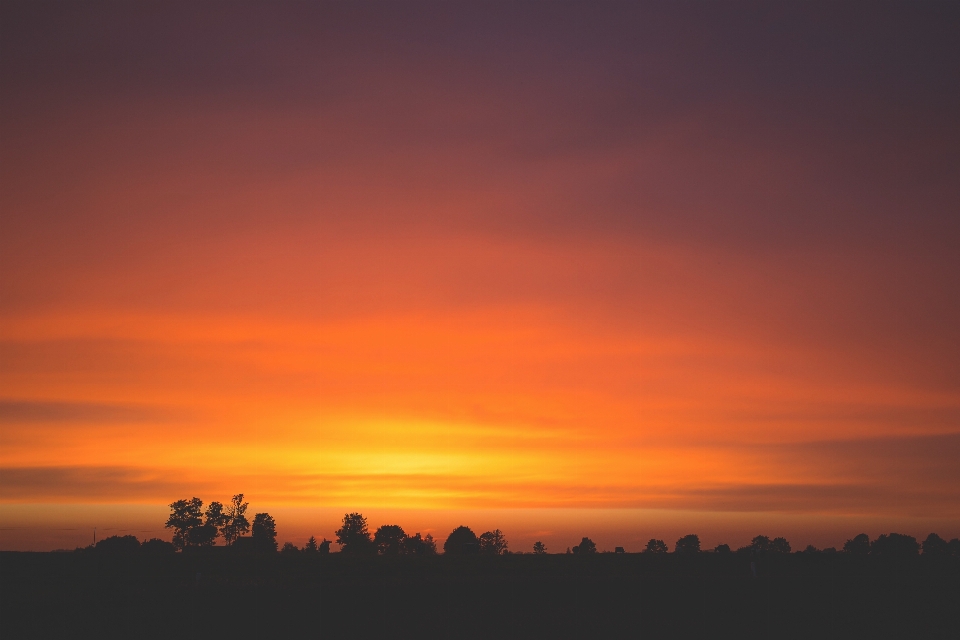 árbol horizonte nube cielo