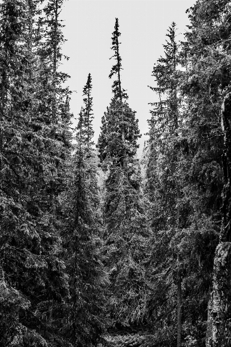 Baum natur wald wildnis
