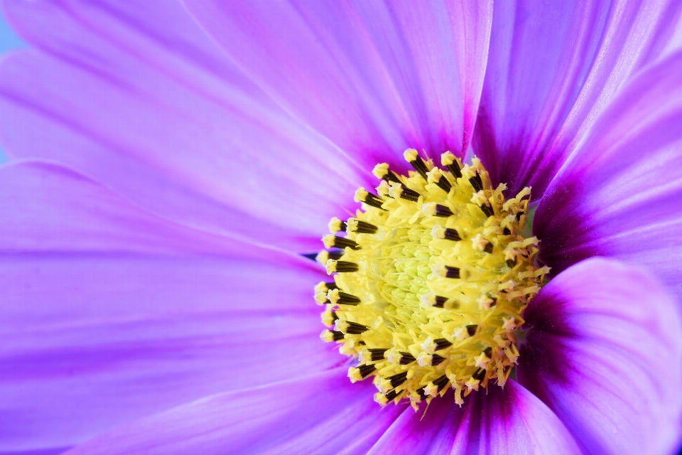 Blüte anlage fotografie blume