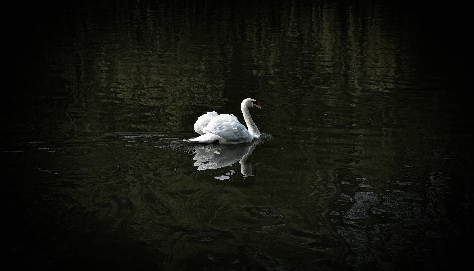 Oiseau aile noir et blanc
 lac