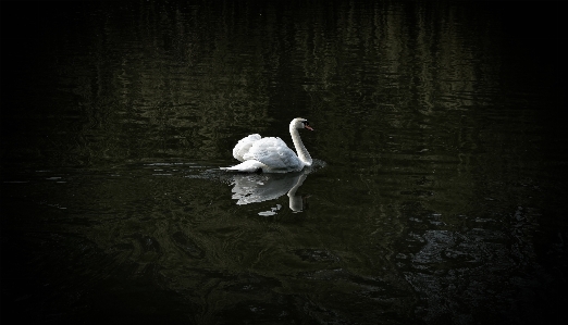 Photo Oiseau aile noir et blanc
 lac